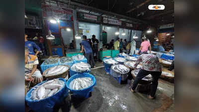 Hilsa Price: সন্ধ্যায় সস্তা তাজা ইলিশ? বাজারে উপচে পড়া ভিড়