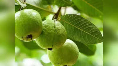 Guava Cultivation: अमरूद की बागवानी कर कमाएं लाखों रुपए, सरकार दे रही भारी छूट