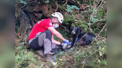 Dog Saved Life : हर कुत्ता नहीं होता ब्राउनी! 200 फीट गहरी खाई में गिरने के बाद 36 घंटे तक मालिक की रक्षा करती रही डॉगी, बचाई जान