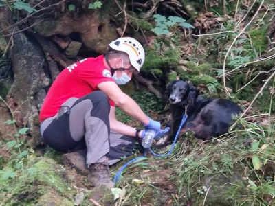 Dog Saved Life : हर कुत्ता नहीं होता ब्राउनी! 200 फीट गहरी खाई में गिरने के बाद 36 घंटे तक मालिक की रक्षा करती रही डॉगी, बचाई जान