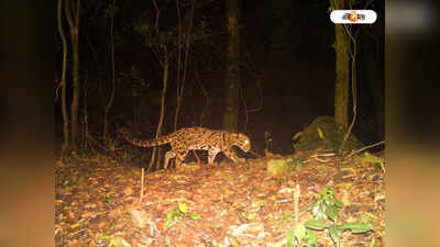 International Clouded Leopard Day: বক্সায় ক্লাউডেড লেপার্ড, ধরা পড়ল ট্র্যাপ ক্যামেরায়