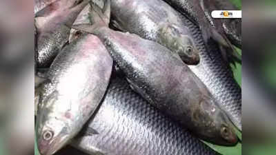 Fish Price: বৃষ্টির ঘাটতির জেরে উৎপাদনে ধাক্কা, দাম বাড়ছে রুই-কাতলার