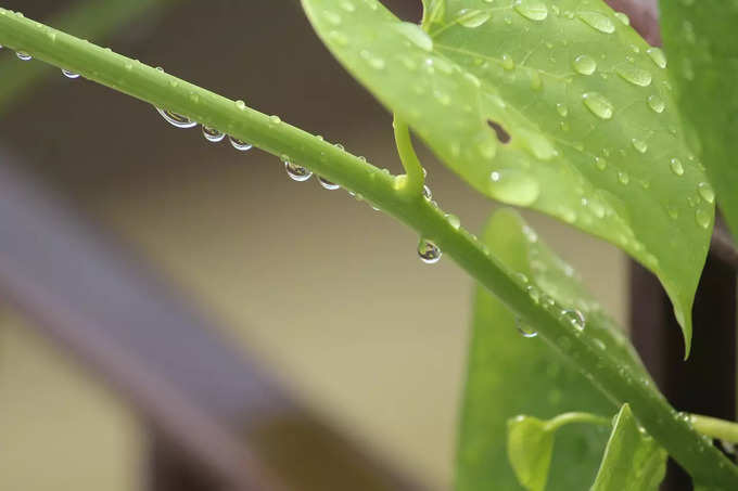 రోగనిరోధక శక్తిని పెంచుకోండి..