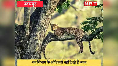 Udaipur News : शहर के आसपास तेंदुए का आतंक, आबादी में घुसकर जानवरों को बना रहा शिकार