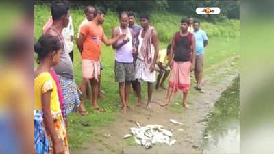 Bankura News: শত্রুতার জের! পুকুরে বিষ প্রয়োগ করে মাছ মেরে ফেলার অভিযোগ