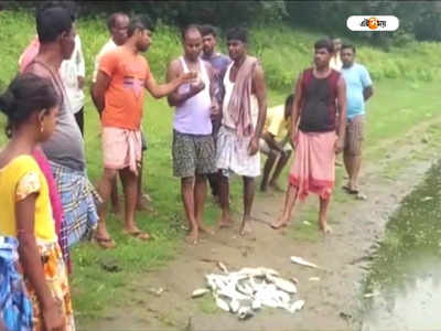 Bankura News: শত্রুতার জের! পুকুরে বিষ প্রয়োগ করে মাছ মেরে ফেলার অভিযোগ
