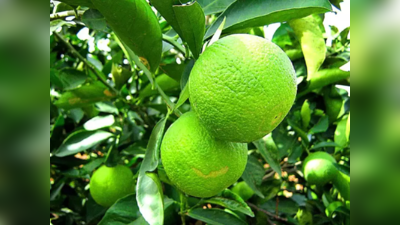 Sweet lemon: ఈ జ్యూస్‌ రోజూ తాగితే.. కొలెస్ట్రాల్‌ కంట్రోల్‌లో ఉంటుంది..!