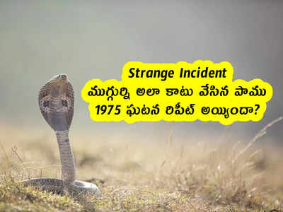 Strange Incident : ముగ్గుర్ని అలా కాటు వేసిన పాము .. 1975 ఘటన రిపీట్ అయ్యిందా?