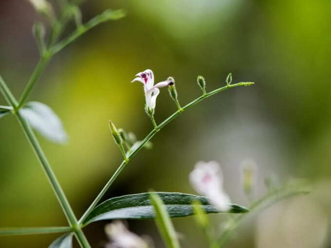 ​ષડંગા પનિયા