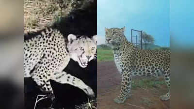 Cheetahs In India: अगले सप्ताह भारत आ सकते हैं चीते, बाड़े में तेंदुए की मौजदूगी बढ़ा रही चिंता