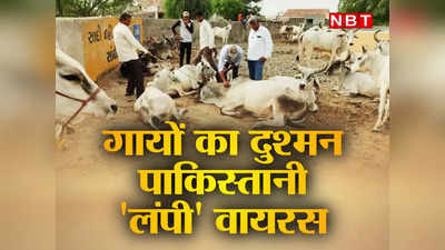 Explainer : राजस्थान में लंपी का कहर, हजारों गायों की मौत, पशुओं को निशाना बना रहे इस वायरस के बारे में जानिए सबकुछ