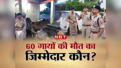 Amroha: जहरीला चारा खाने के बाद गोशाला में तड़पते रहे जानवर, 60 गायों की मौत का जिम्मेदार कौन?