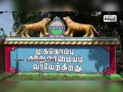 முக்கொம்பு: 2லட்சம் கன அடி தண்ணீர் வரத்து ! 250 ஏக்கர் வாழை சேதம்!