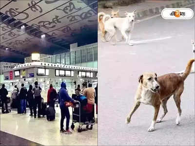 Kolkata Airport: একের পর এক যাত্রীকে কামড়, কলকাতা বিমানবন্দরে কুকুর আতঙ্ক