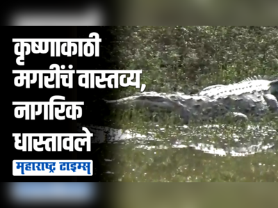 कृष्णाकाठी पाणीपातळी स्थिरावल्याने मगरींचं साम्राज्य, नागरिकांमध्ये भितीचं वातावरण