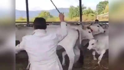 Video: गाईला मार खाताना पाहून वासराला राग अनावर, मालकावर घेतला बदला