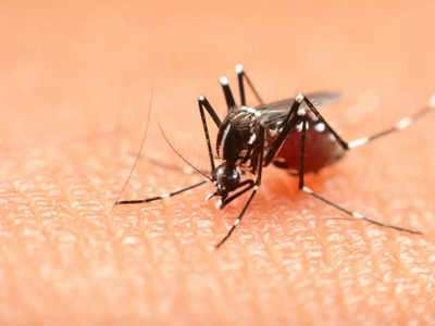 Dengue Prevention: ডেঙ্গির বাড়বাড়ন্ত, সংক্রমণের হার নিয়ে ৩ জেলা ঘিরে উদ্বেগ