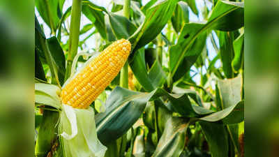 corn health benefits: మొక్కజొన్న తింటే.. షుగర్‌ కంట్రోల్‌లో ఉంటుందా..!