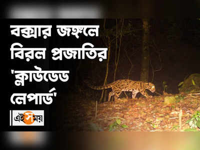 বক্সার জঙ্গলে বিরল প্রজাতির ক্লাউডেড লেপার্ড