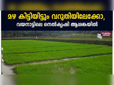 മഴ കിട്ടിയിട്ടും വറുതിയിലേക്കോ, വയനാട്ടിലെ നെൽകൃഷി ആശങ്കയിൽ