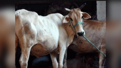 अमरोहा में 61 गायों ने तोड़ा दम... 5 घटनाएं, जब गोवंश की सामूहिक मौत ने यूपी में मचा दिया था हड़कंप
