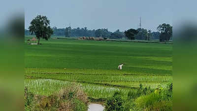 Bihar Draught 2022: बिहार में सूखे पर संसद में बीजेपी सांसद का त्राहिमाम, केंद्र को कहा- फौरन भेजिए टीम