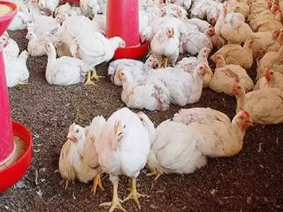 Chicken Price: রবিবারের আগেই বাজারে সস্তা চিকেন! দাম কত? জেনে নিন