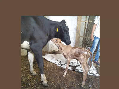 शेतकऱ्यांसाठी चांगली बातमी... संकरित गायीच्या पोटी जन्मली देशी कालवड