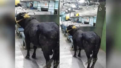 Bull travels on train: ట్రైన్‌లో ఒంటరిగా ప్రయాణించిన ఎద్దు