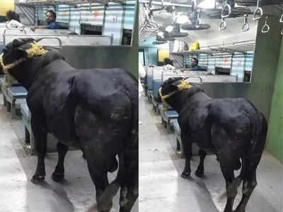 Bull travels on train: ట్రైన్‌లో ఒంటరిగా ప్రయాణించిన ఎద్దు