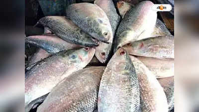 Hilsa Fish Price: জালে উঠল ৩ কেজির ইলিশ, রেকর্ড দামে বিক্রি