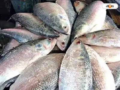 Hilsa Fish Price: জালে উঠল ৩ কেজির ইলিশ, রেকর্ড দামে বিক্রি
