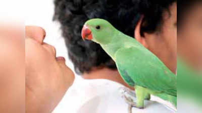 Pune News: मुझे देखकर सीटी बजाता है तोता, बचाओ...फरियाद लेकर बुजुर्ग पहुंचा पुलिस के पास