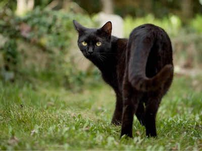 Black Cat: কালো বিড়াল রাস্তা কাটলে তা কি সত্যিই অশুভ? জানুন অবাক করা তথ্য