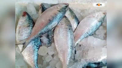 Hilsa Fish: ফেনী নদীতে জাল ফেলতেই উঠে আসছে ৩-৪ কেজির পেল্লাই সাইজের ইলিশ