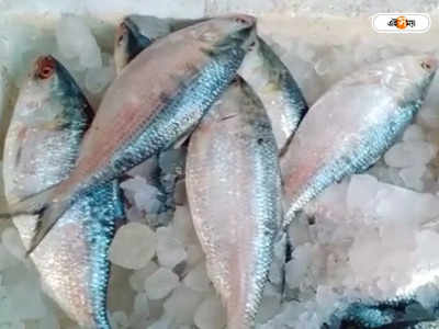 Hilsa Fish: ফেনী নদীতে জাল ফেলতেই উঠে আসছে ৩-৪ কেজির পেল্লাই সাইজের ইলিশ