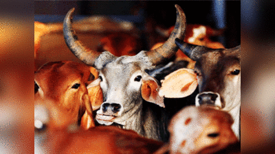 Karnataka news: गायों से सेक्स करने की थी आदत, सूनसान इलाके में झाड़ियों के पीछे ले जाकर करता था रेप, अरेस्ट