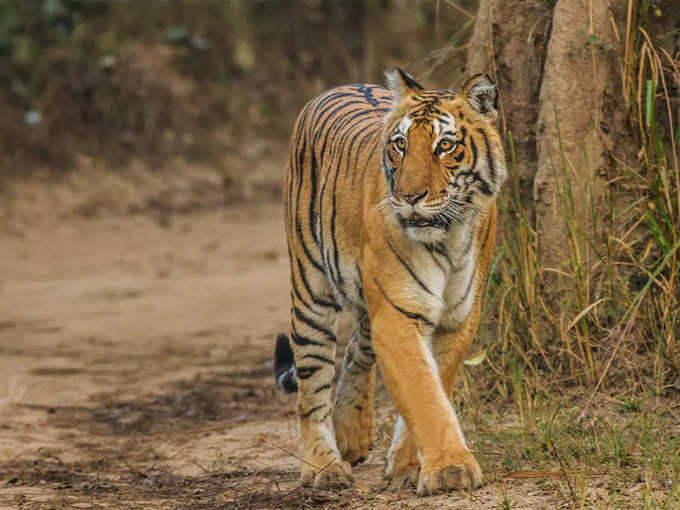 ಜಿಮ್ ಕಾರ್ಬೆಟ್ ರಾಷ್ಟ್ರೀಯ ಉದ್ಯಾನವನ