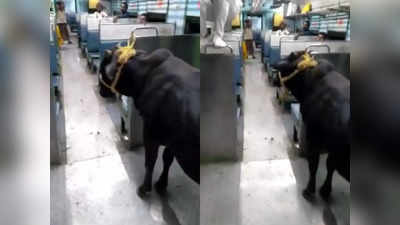 Bull in Train video : రైల్లో గేదె ప్రయాణం .. హడలెత్తిన ప్రయాణికులు