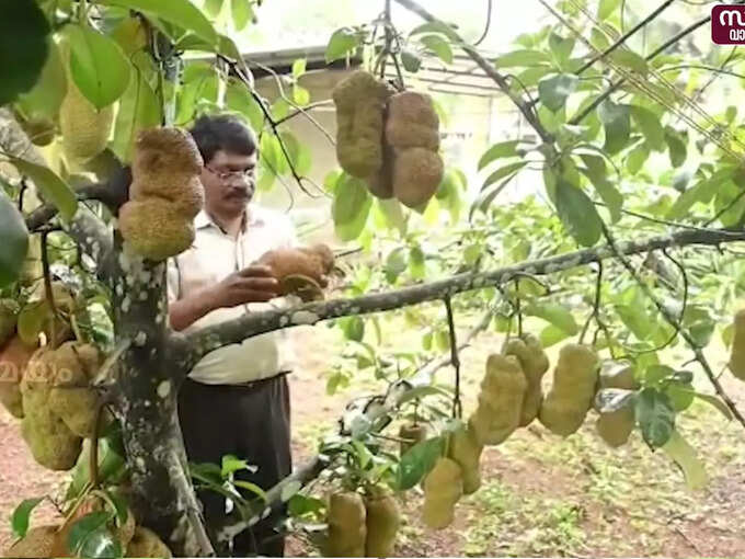 ​ബ്രസീലിയൻ പൈനാപ്പിൾ