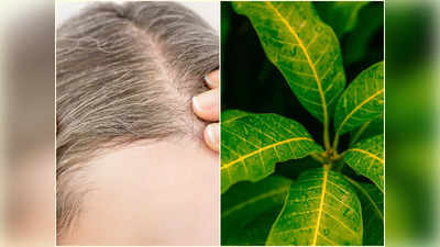 Mango Leaves for Hair:  মাথা ভরে যাচ্ছে পাকা চুলে? কয়েকদিনেই কুচকুচে কালো চুল ফিরিয়ে দেবে আপনার চেনা এই পাতা