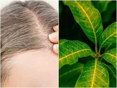 Mango Leaves for Hair:  মাথা ভরে যাচ্ছে পাকা চুলে? কয়েকদিনেই কুচকুচে কালো চুল ফিরিয়ে দেবে আপনার চেনা এই পাতা