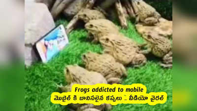 Frogs addicted to mobile : మొబైల్ కి బానిసలైన కప్పలు .. వీడియో వైరల్