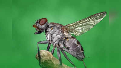 Get Rid of House Flies: ఈ టిప్స్‌ ఫాలో అయితే.. ఈగలు ఇంటి నుంచి పారిపోతాయ్‌..!