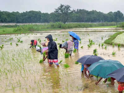 Bihar Weather Today : फिर थम रही मानसून की रफ्तार, इन जिलों में आज बारिश का अलर्ट, जानिए मौसम अपडेट