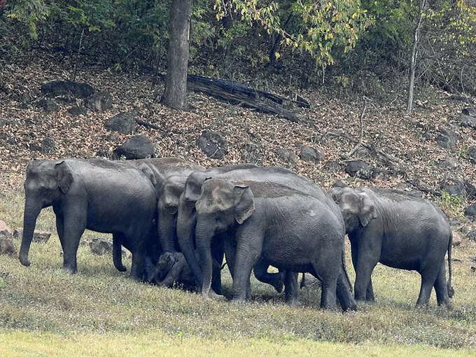 പെരിയാര്‍ നാഷണല്‍ പാര്‍ക്ക്, കേരളം