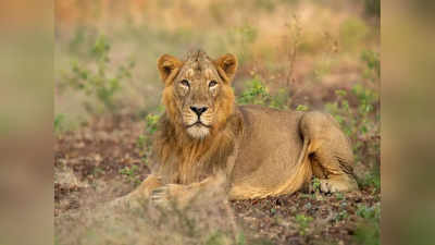 World Lion Day 2022: ಇಂದು ವಿಶ್ವ ಸಿಂಹ ದಿನ.. ಸಿಂಹಗಳ ಕುರಿತು ಕೆಲವು ಕುತೂಹಲಕಾರಿ ಸಂಗತಿಗಳು ಇಲ್ಲಿವೆ