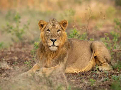 World Lion Day 2022: ಇಂದು ವಿಶ್ವ ಸಿಂಹ ದಿನ.. ಸಿಂಹಗಳ ಕುರಿತು ಕೆಲವು ಕುತೂಹಲಕಾರಿ ಸಂಗತಿಗಳು ಇಲ್ಲಿವೆ