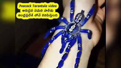 Peacock Tarantula video : అరుదైన నెమలి సాలీడు .. ఆంధ్రప్రదేశ్ లోనే కనిపిస్తుంది