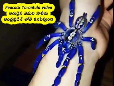 Peacock Tarantula video : అరుదైన నెమలి సాలీడు .. ఆంధ్రప్రదేశ్ లోనే కనిపిస్తుంది